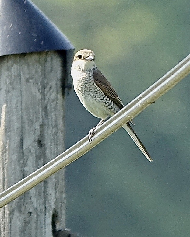red-backed shrike